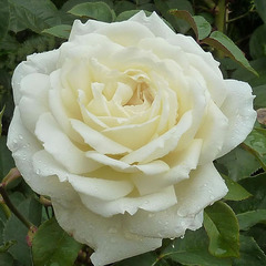 Роза чайно-гибридная Жанн Моро