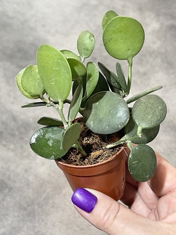 Ксеросициус Дангви