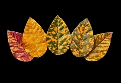 Силиконовый молд 