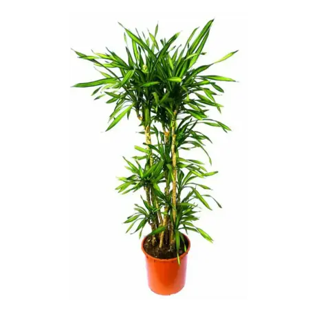 Драцена Рики Карусель