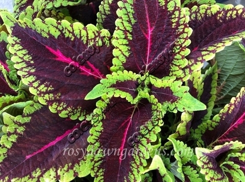 Alligator Alley колеус КСР