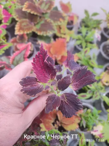 Красное Черное ТТ