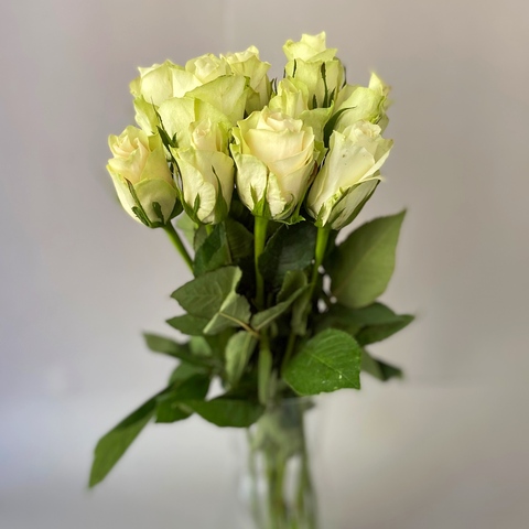 Роза 60 см (Кения)