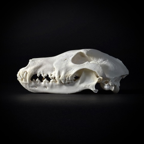 Череп собаки