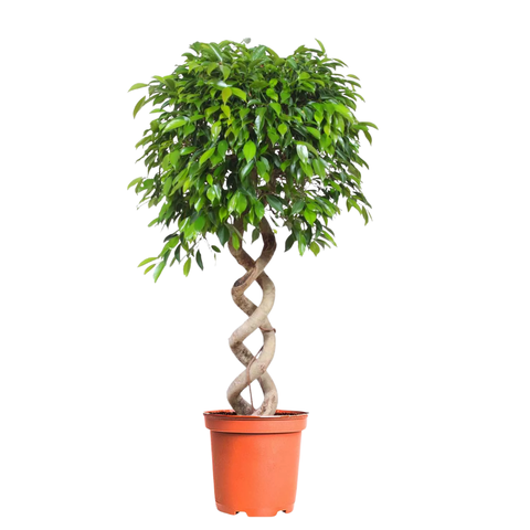 Фикус Бенджамина Коса