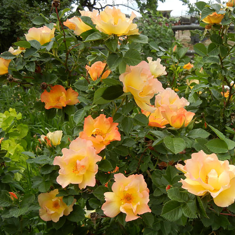 Морден Санрайз (Morden Sunrise)