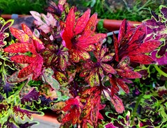 Сантьяго Тай колеус КСР