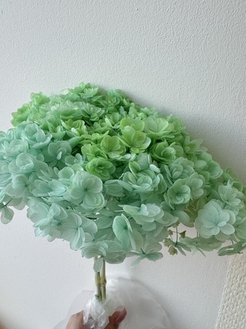 Гортензия стабилизированная сортовая Мятный леденец (12-15см)