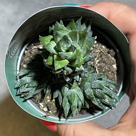 Хавортия Ресендиана d7