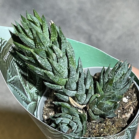 Хавортия Ресендиана d7