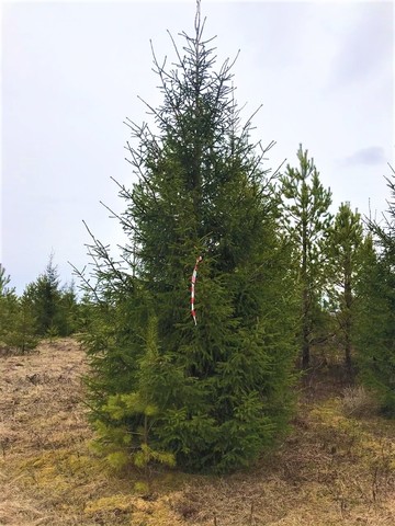 Ель обыкновенная сибирская | Picea obovata 500-600 см