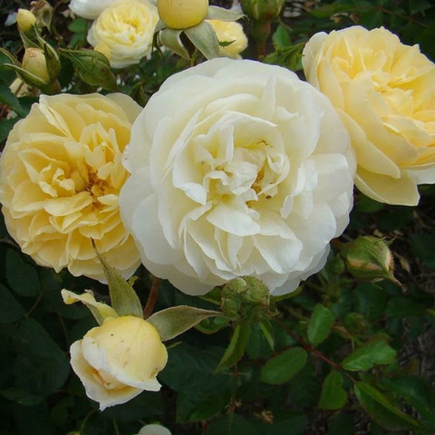 Ла Флери ( La Feuillerie )