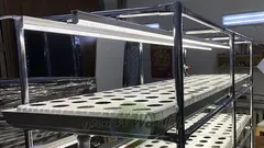 Многоярусный гидропонный стеллаж 3 яруса B1750хД2100хШ600мм до 300 растений