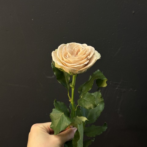 Роза чайно-гибридная цвета латте 45 см 1 шт
