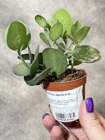 Ксеросициус Дангви