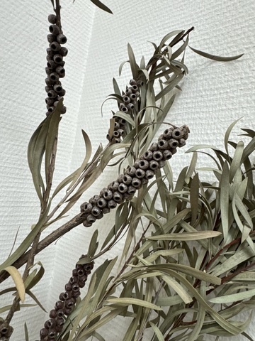 Каллистемон сухоцвет Натуральный