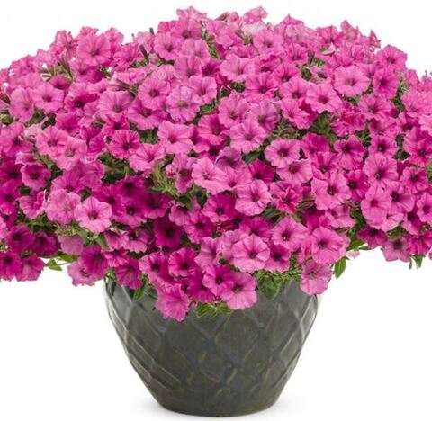 Петуния Vista Pure Raspberry