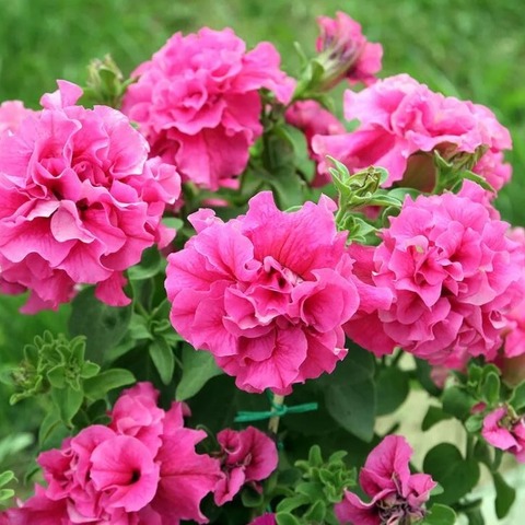 S60241 Петуния кустовая Double Cascade Pink 10 шт.