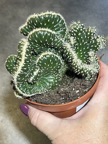 Опунция Фулгида Кристата d10