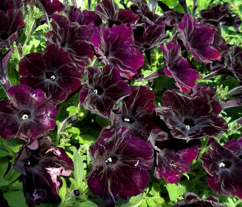 S5903 Петуния многоцветковаяMultiflora Debonair Black Cherry 5шт.