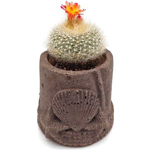 Живой кактус Пародия Хазельберга