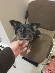 Забрать малышку Тришу домой