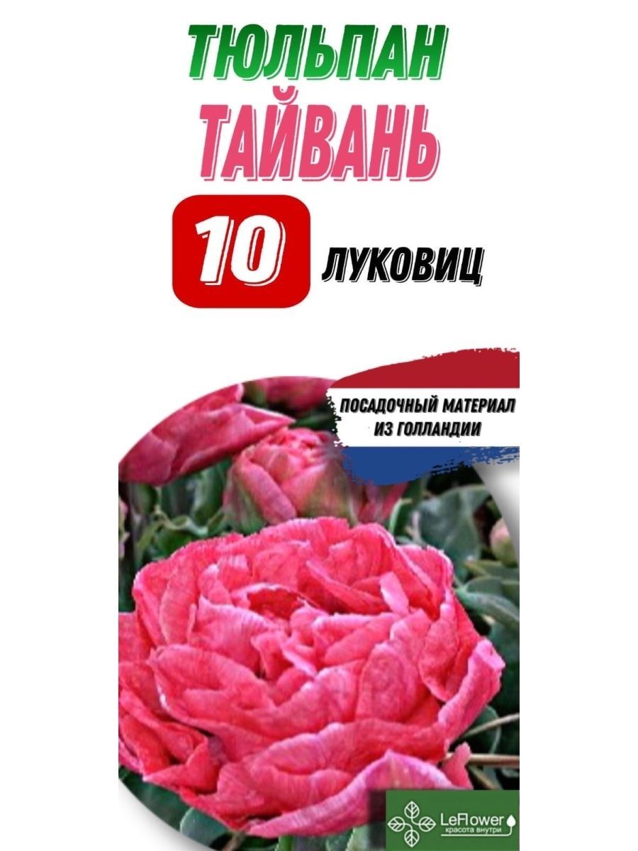 тюльпан голландия сорт