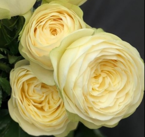 Роза чайно-гибридная Пур Блонд