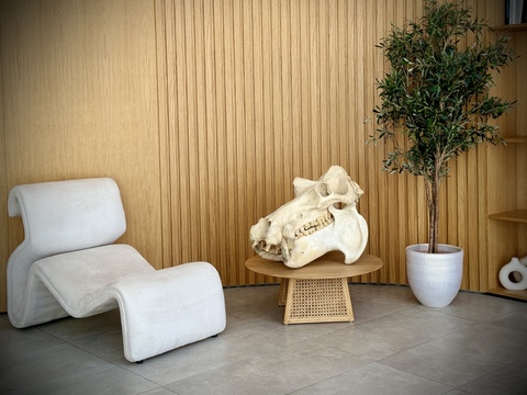 Череп бегемота