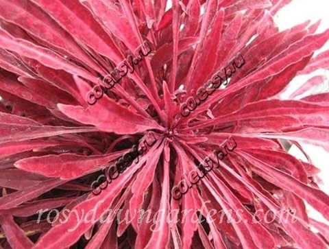 Sea Urchin Red колеус