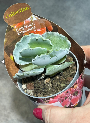 Котиледон Ундулата