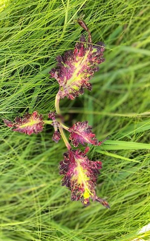 Отражение радуги ТМ колеус