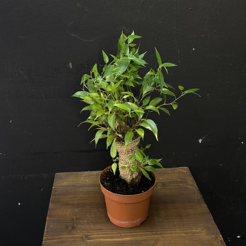 Фикус Бенджамина