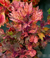 Сантьяго Тай колеус КСР