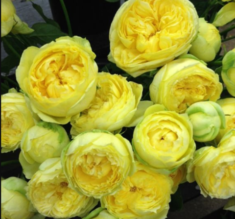 Роза спрей Каталина