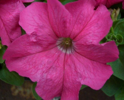 S6012 Петуния кустовая Grandiflora Limbo GP Rose 1000 шт.