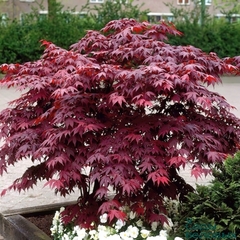 Клён веерный "Atropurpureum"