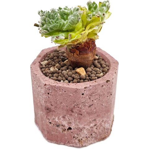 Суккулент Пеларгония Аппендикулатум