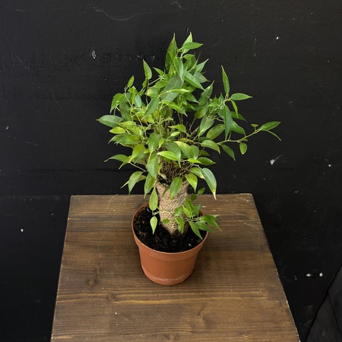 Фикус Бенджамина