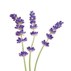 Эфирное масло Лаванды (Lavender) - 10 мл. Compagnie des Sens