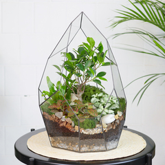 Готовый флорариум бонсай Фикус Айсберг