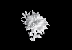 Силиконовый молд Гибискус № 1