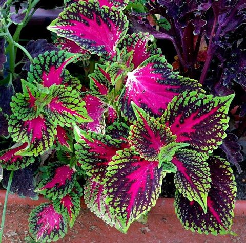 Розовые мечты UO колеус