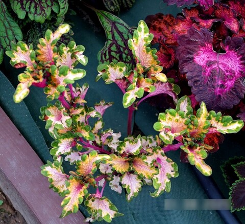 Розовая дымка UO колеус КСР