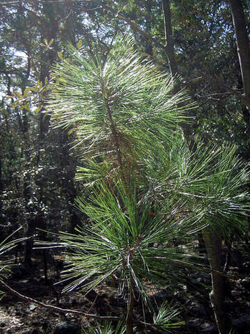 Семена сосна Аризонская Pinus arizonica