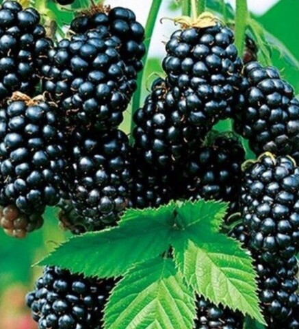 Ежевика Блэк Сатин