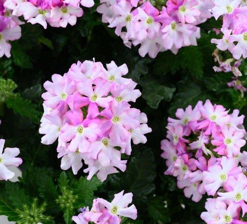 15102 Вербена VANESSA BIC. LIGHT PINK (ВЕСНА 2025)