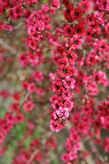 Лептоспермум Leptospermum Crimson Glory