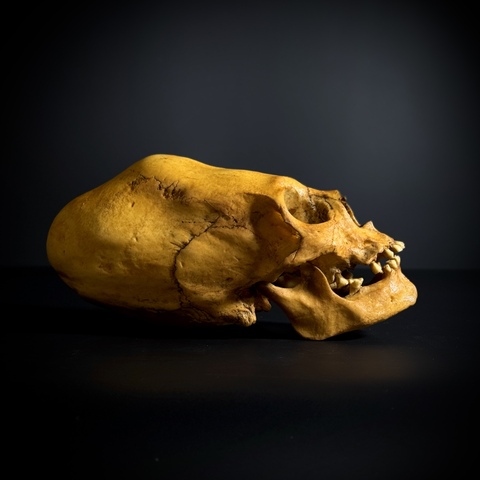 Череп человека «Перуанский» (анатомическая модель)