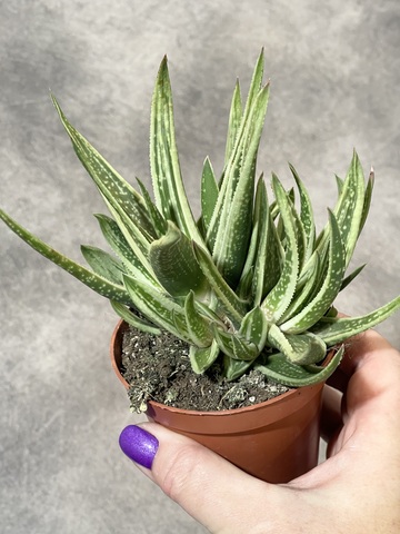 Гастерия Дорин